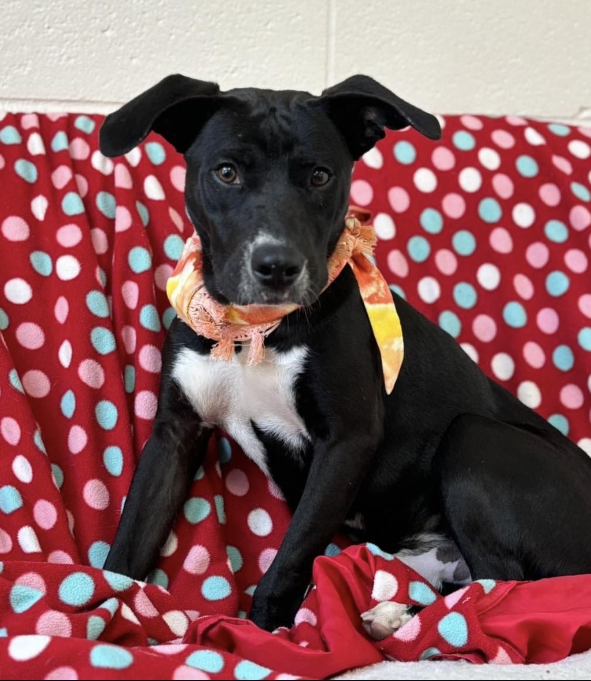 Sprint, a Adoptable Mixed Breed in Collierville, TN image 3/4