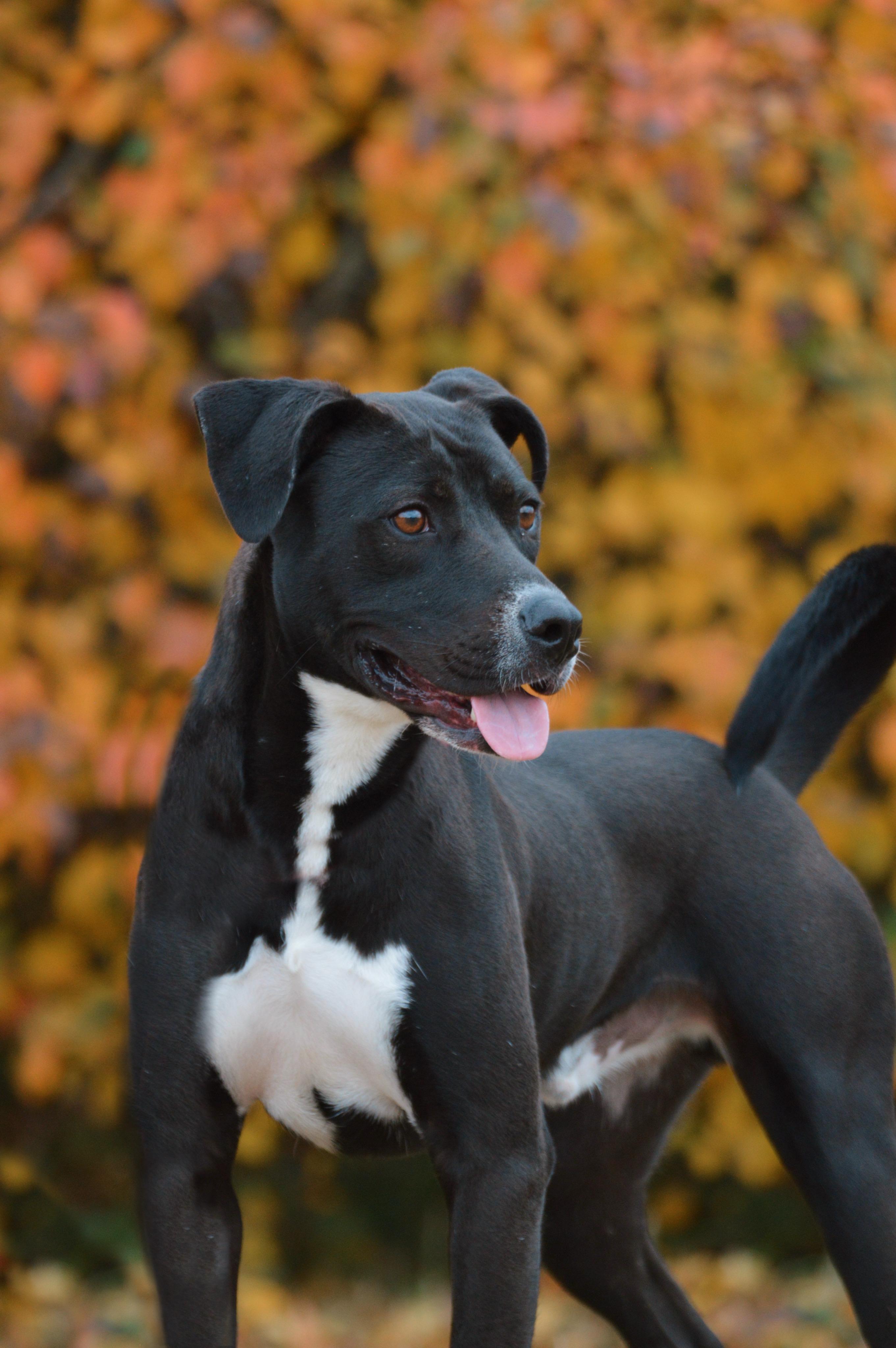 Sprint, a Adoptable Mixed Breed in Collierville, TN image 1/4