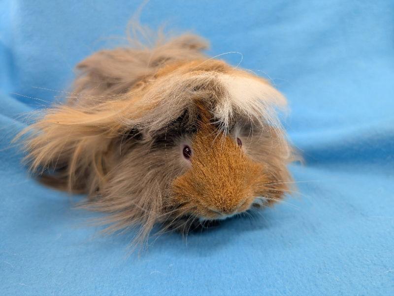 Jess, Adoptable, Baby Male Guinea Pig.
