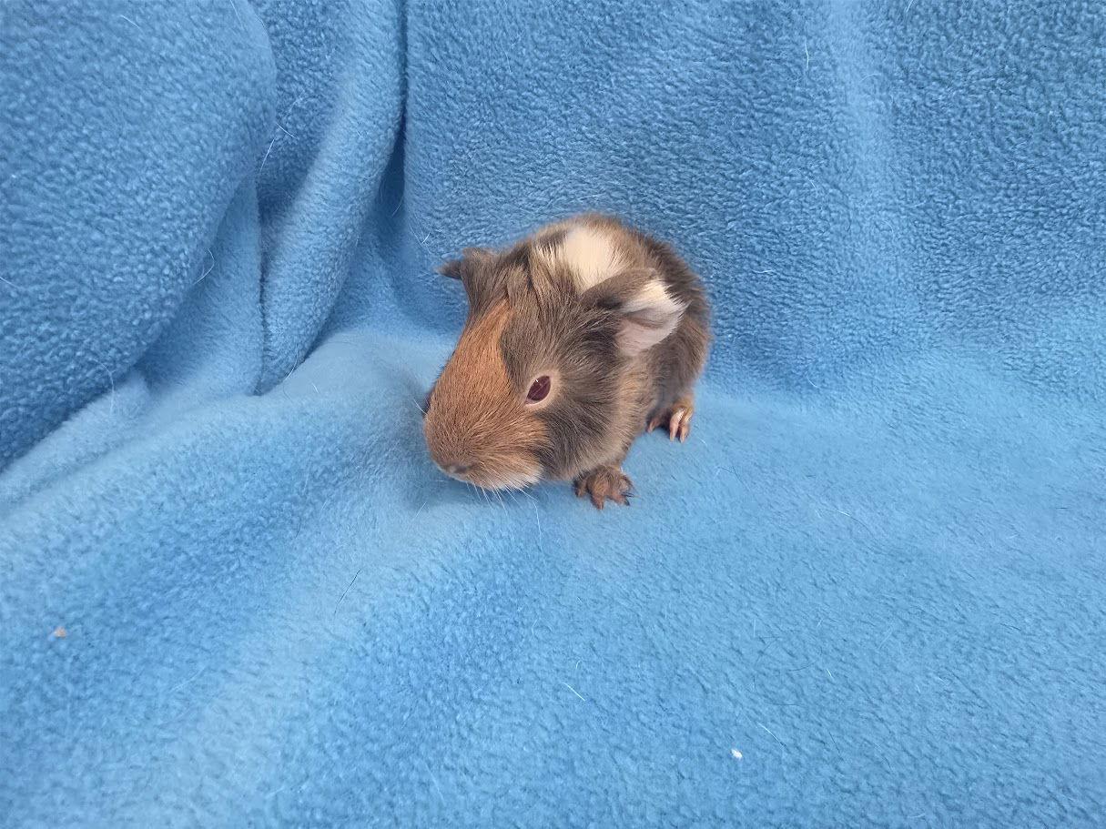 Jess & Logan, Adoptable, Baby Male Guinea Pig.