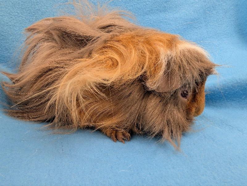Jess, Adoptable, Young Male Guinea Pig.