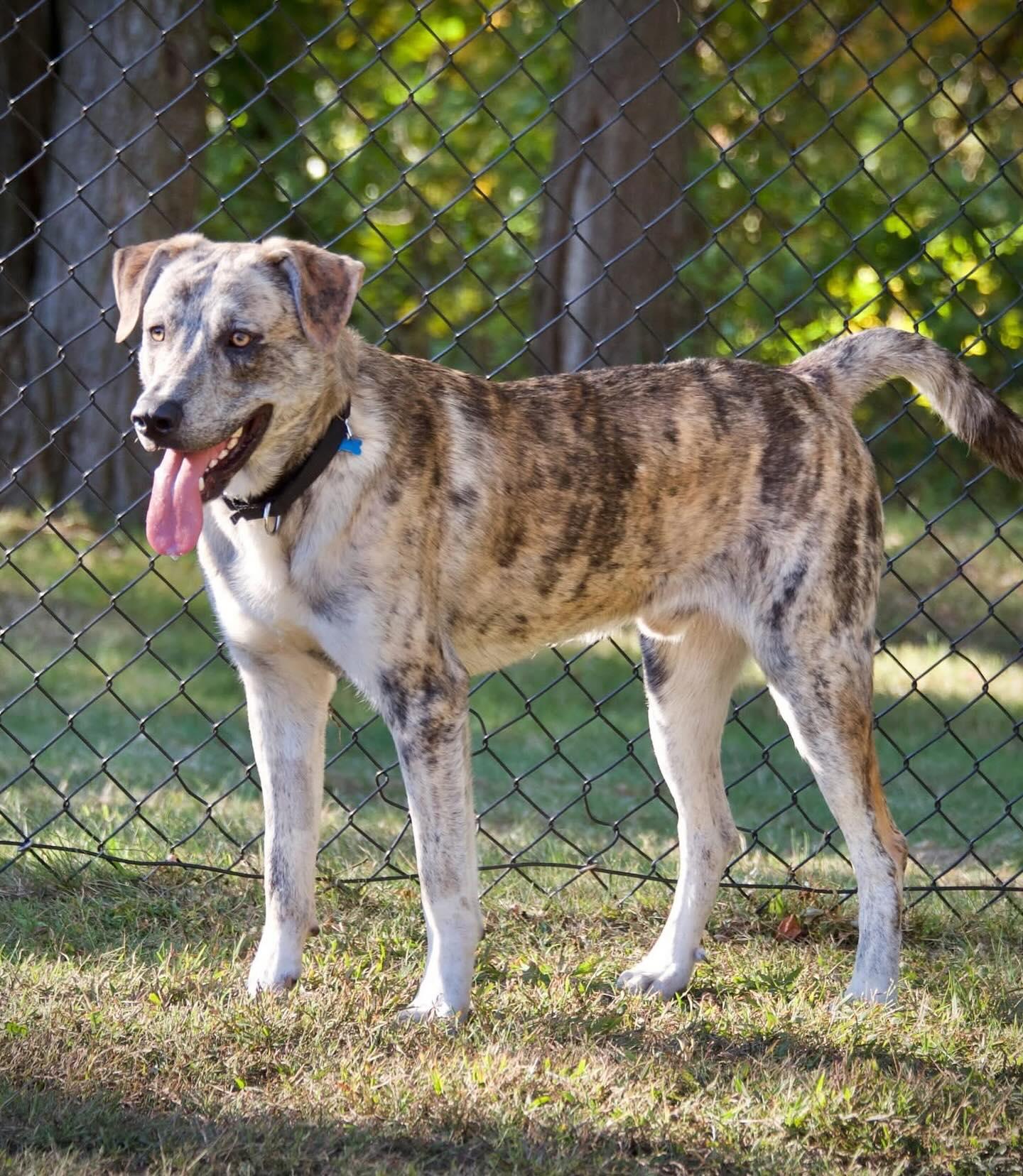 August (Auggie)