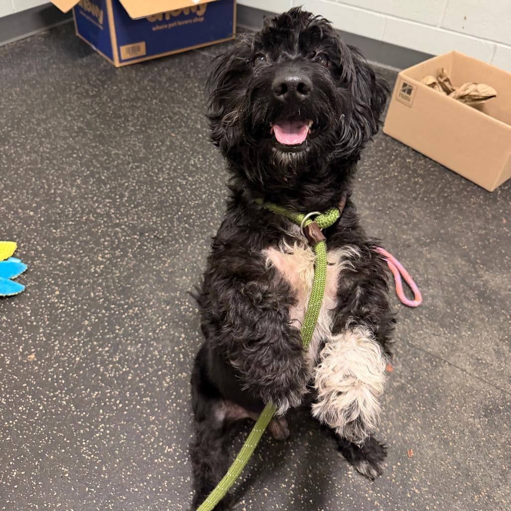 Edwin, Adoptable, Young Male Miniature Poodle & Black Labrador Retriever.