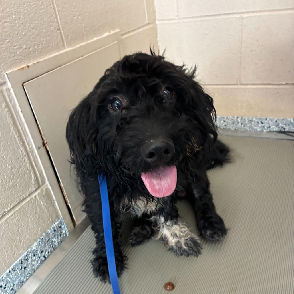 Enlarge Edwin, a Adoptable mixed breed in Dayton, OH image 2/4