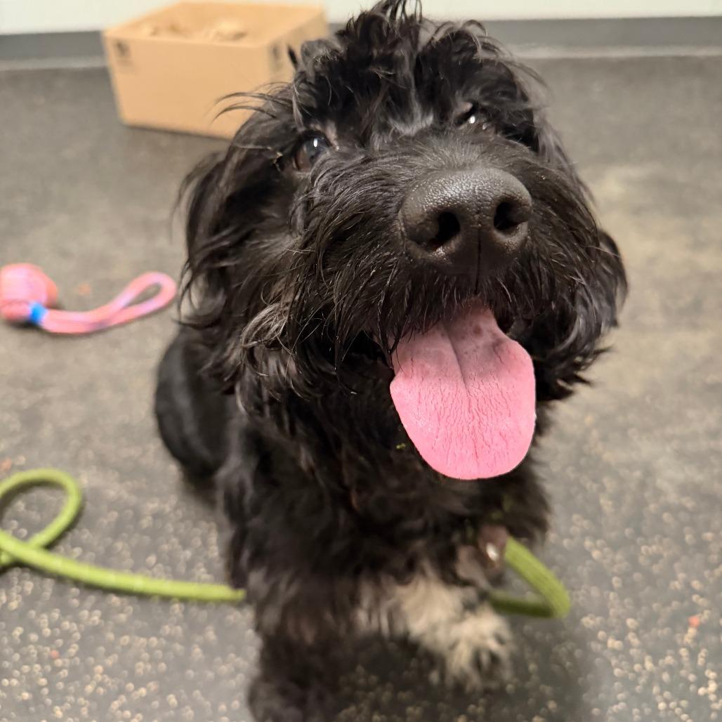 Enlarge Edwin, a Adoptable mixed breed in Dayton, OH image 3/4