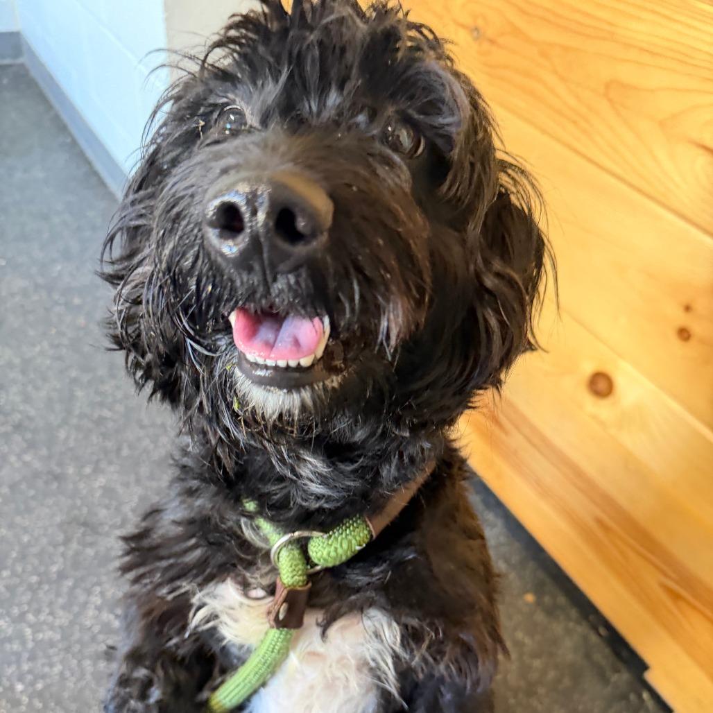 Enlarge Edwin, a Adoptable mixed breed in Dayton, OH image 4/4