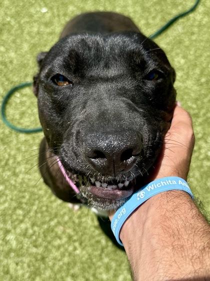 Silly Seal, a Adoptable mixed breed in Wichita, KS image 1/3