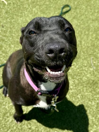 Silly Seal, a Adoptable mixed breed in Wichita, KS image 2/3