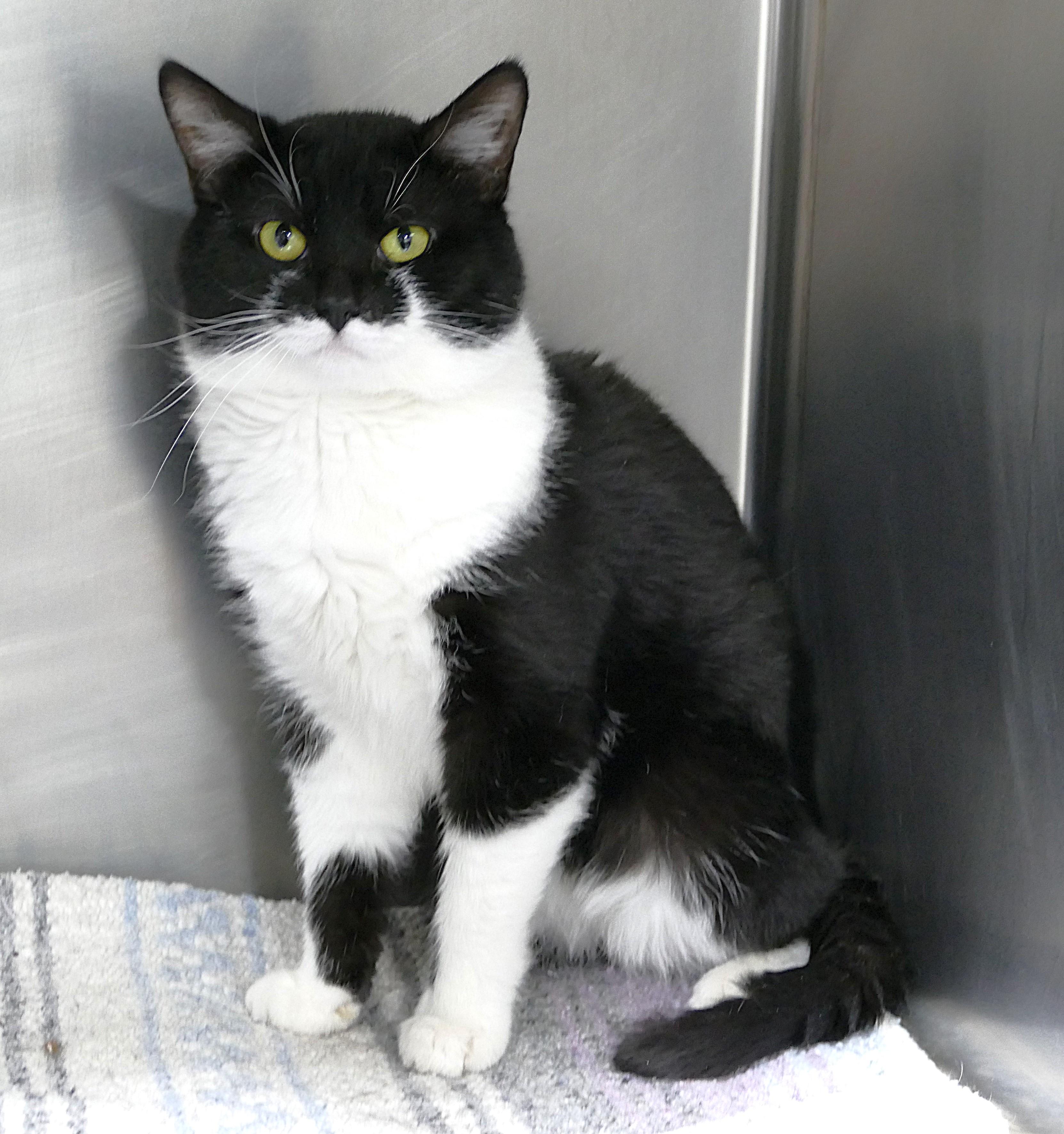 MAC, Adoptable, Adult Male Domestic Short Hair.