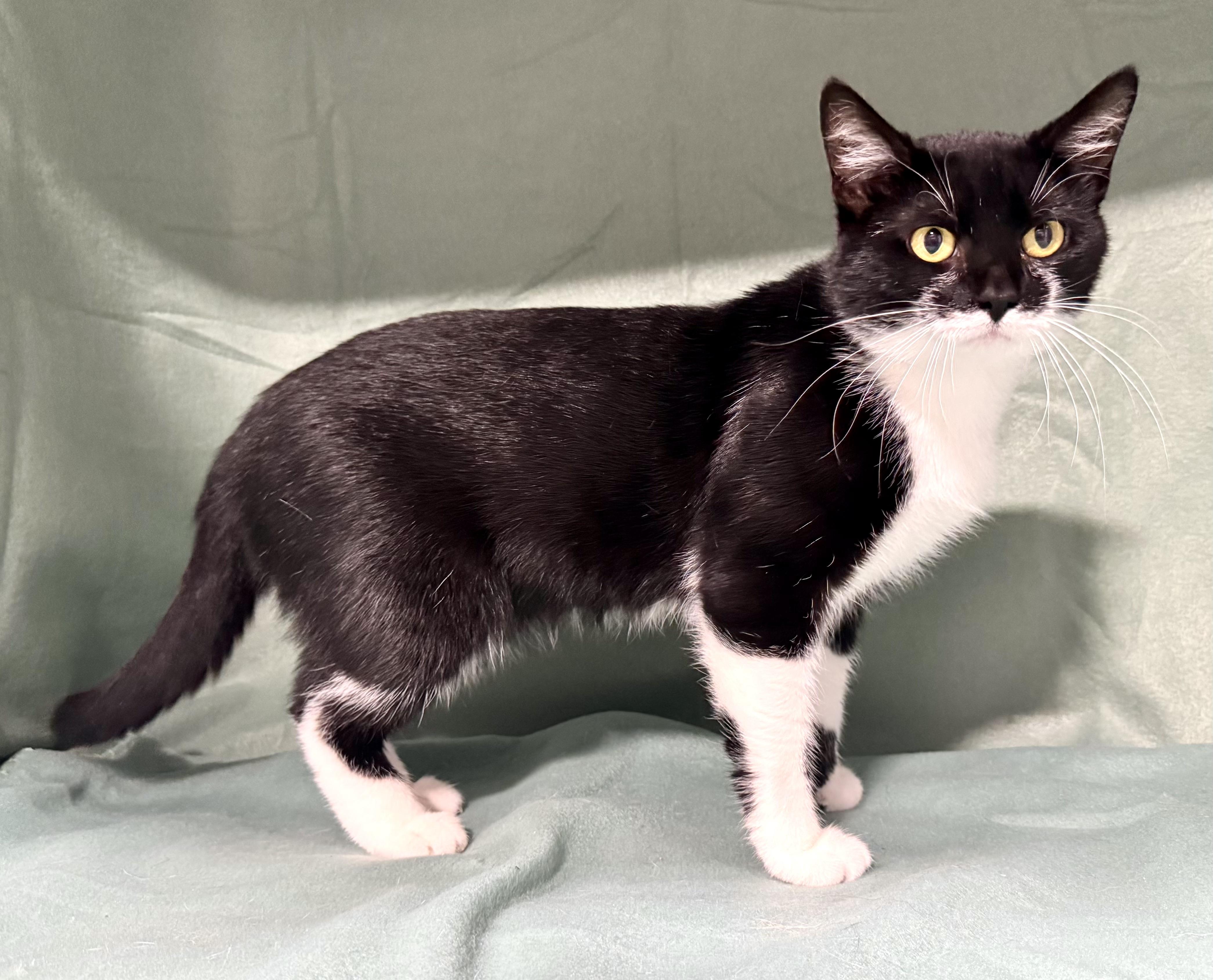 MAC, Adoptable, Adult Male Domestic Short Hair.