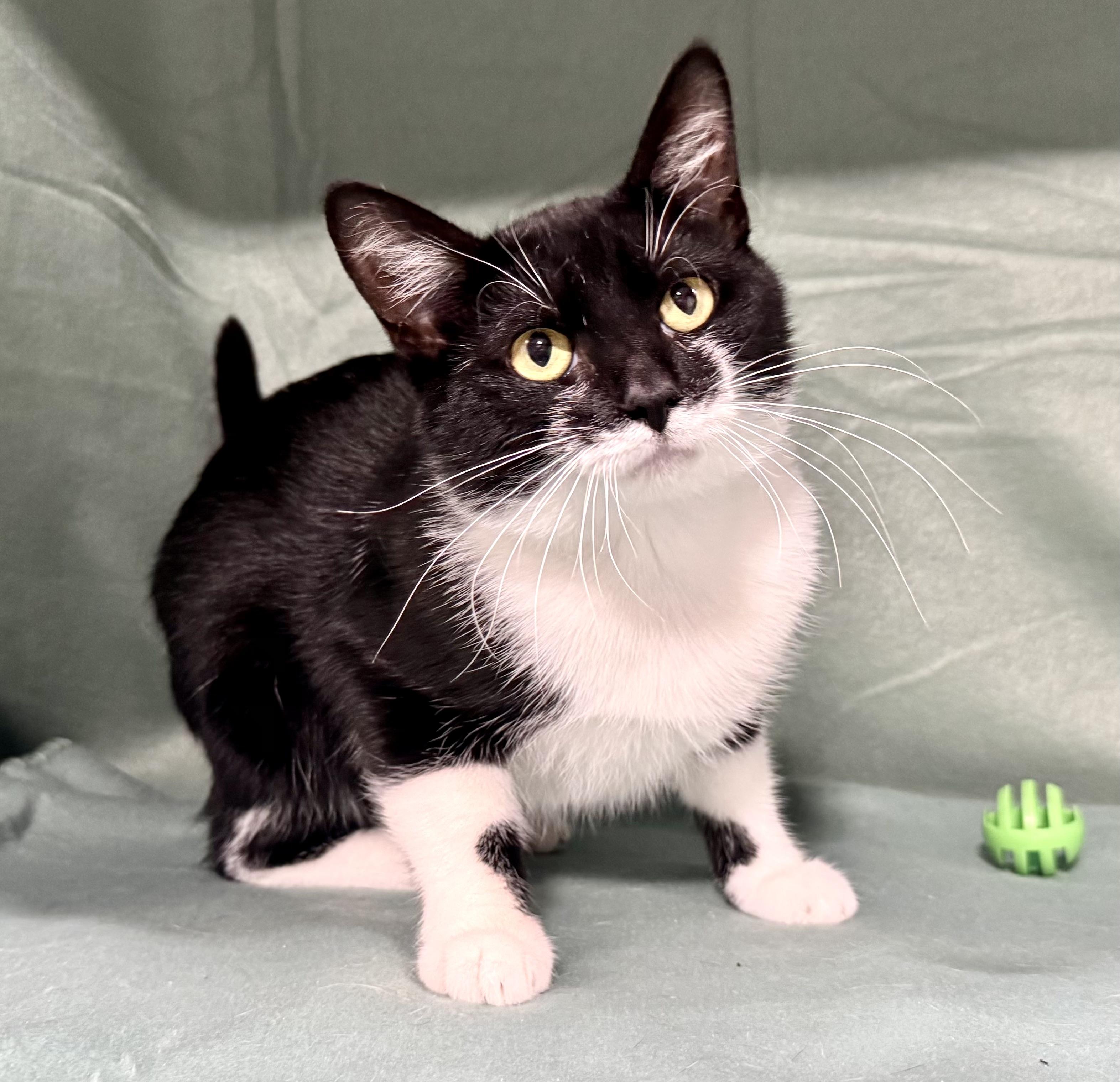 MAC, a Adoptable mixed breed in Beechbottom, WV image 2/5