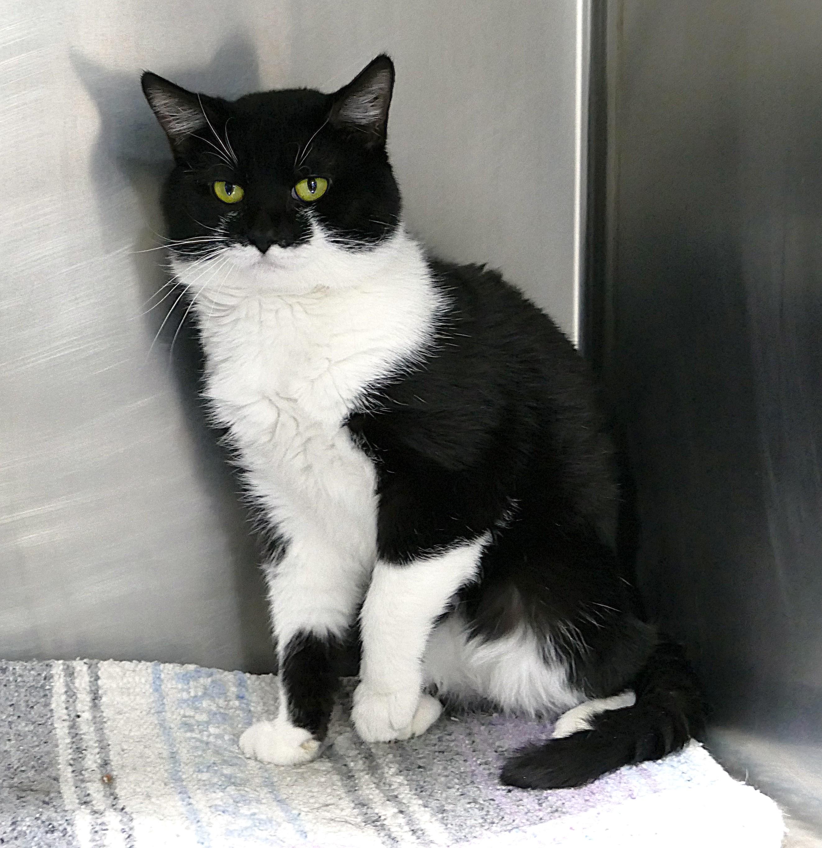 Enlarge MAC, a Adoptable mixed breed in Beechbottom, WV image 6/6