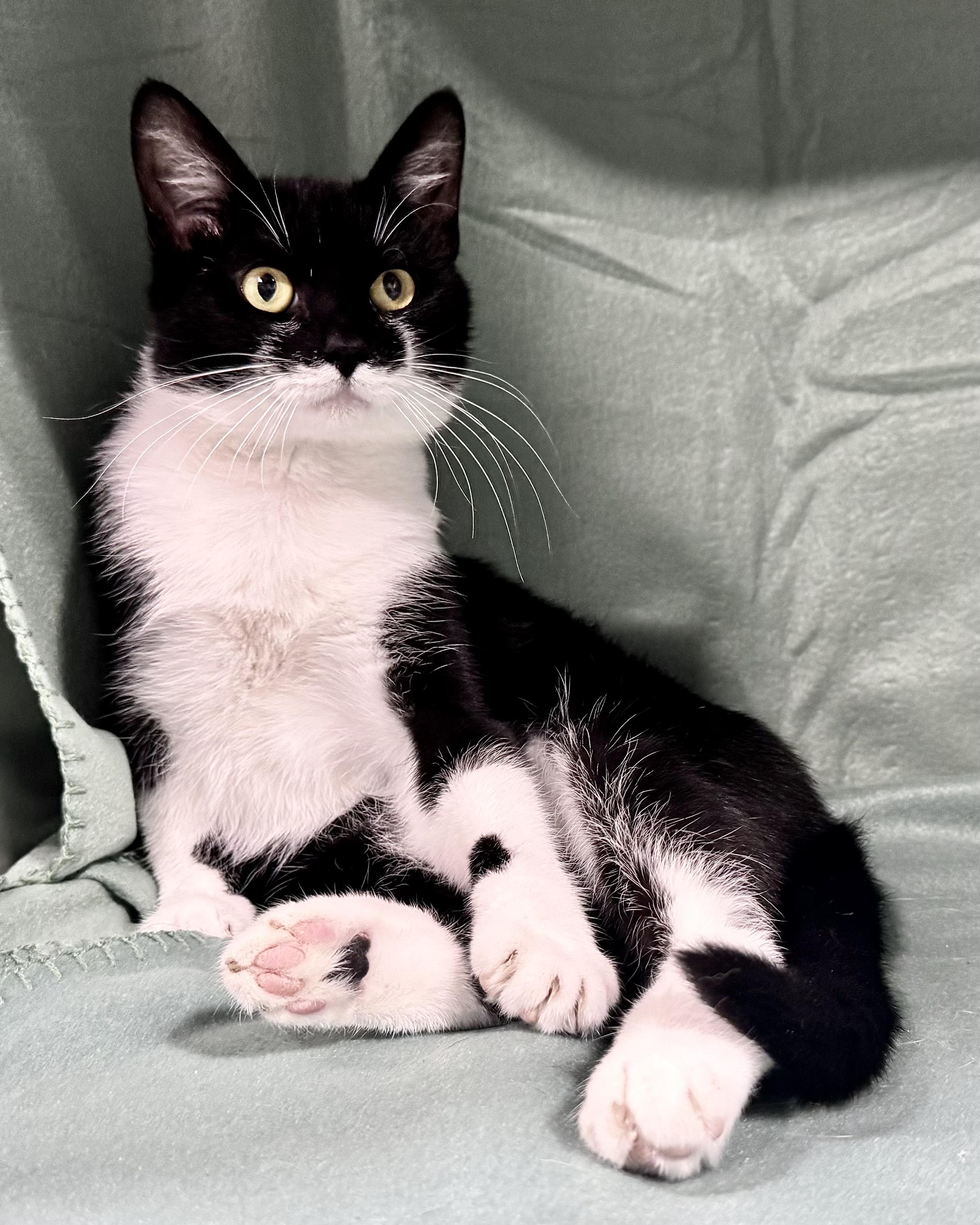 MAC, a Adoptable mixed breed in Beechbottom, WV image 3/5