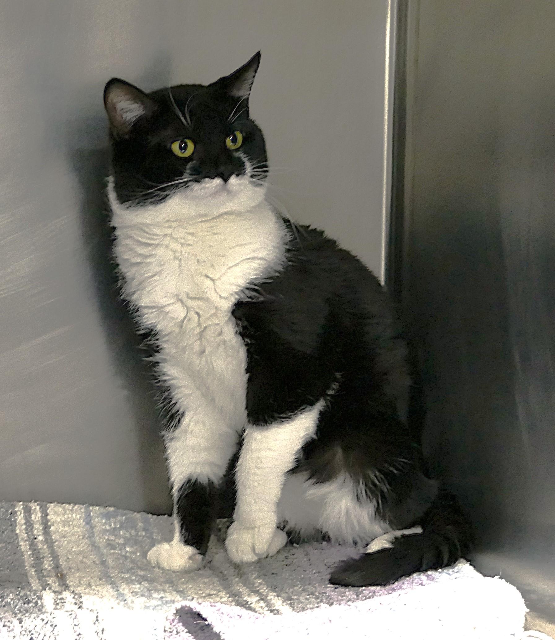 Enlarge MAC, a Adoptable mixed breed in Beechbottom, WV image 5/6