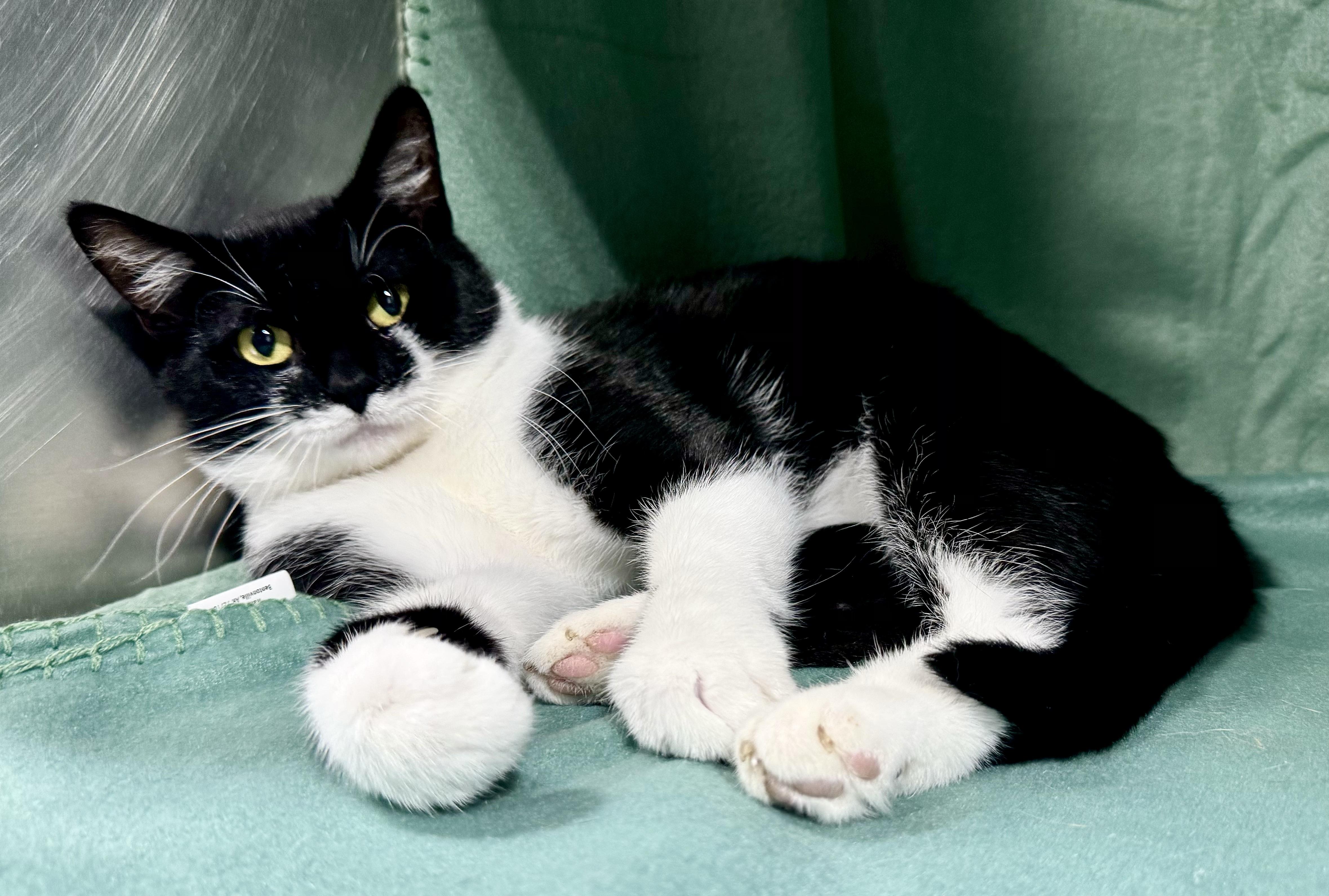 MAC, Adoptable, Adult Male Domestic Short Hair.