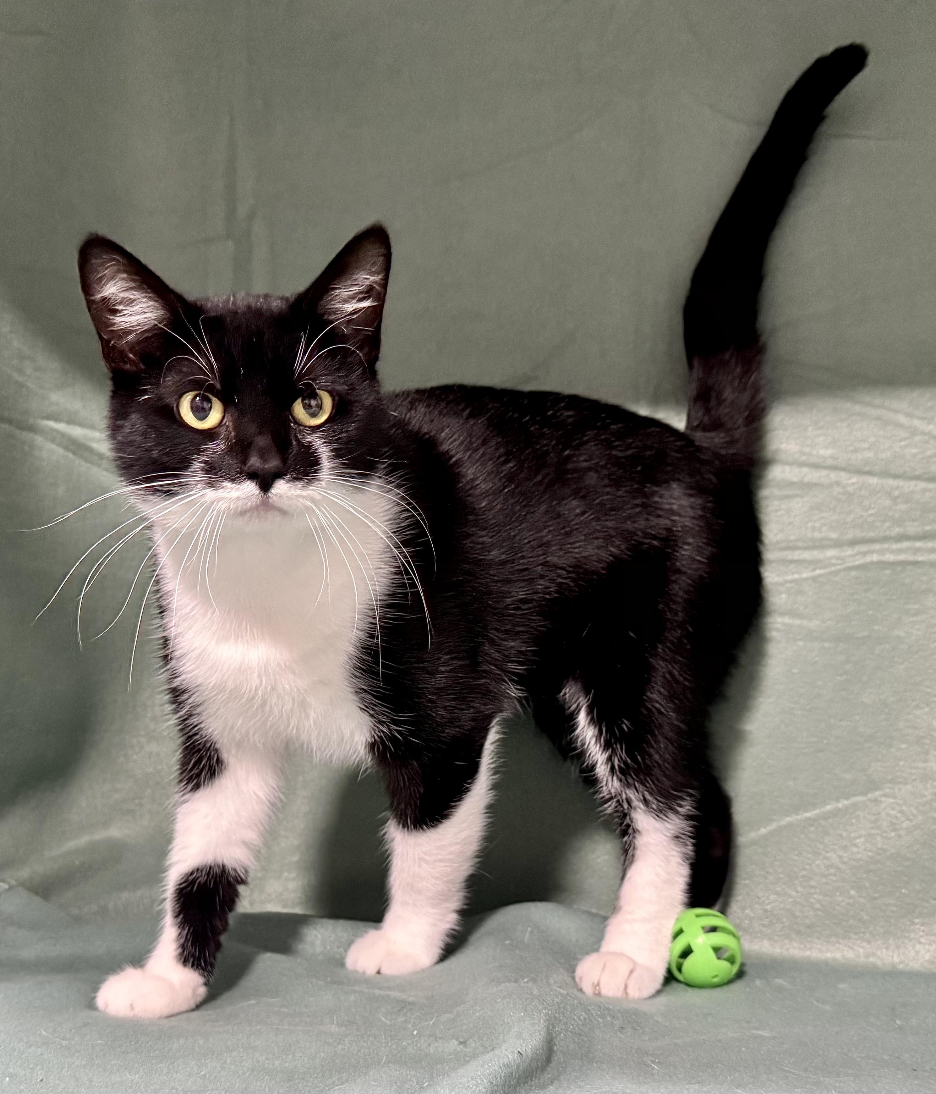 MAC, a Adoptable mixed breed in Beechbottom, WV image 5/5