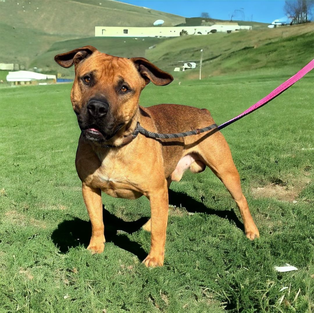 Enlarge Conan, a Adoptable mixed breed in Aurora, CO image 4/5