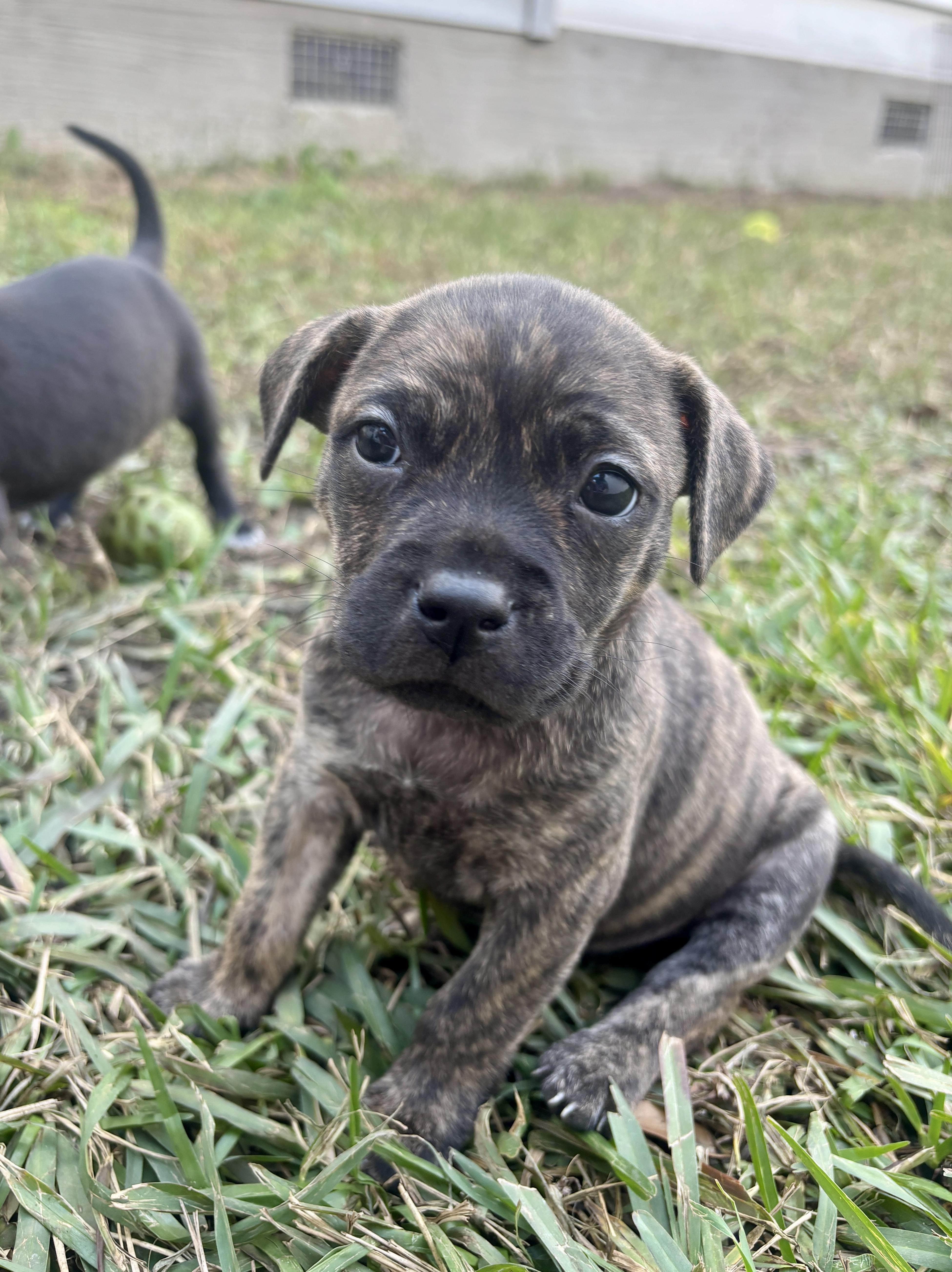 Enlarge Darla, a Adoptable mixed breed in North Charleston, SC image 1/5