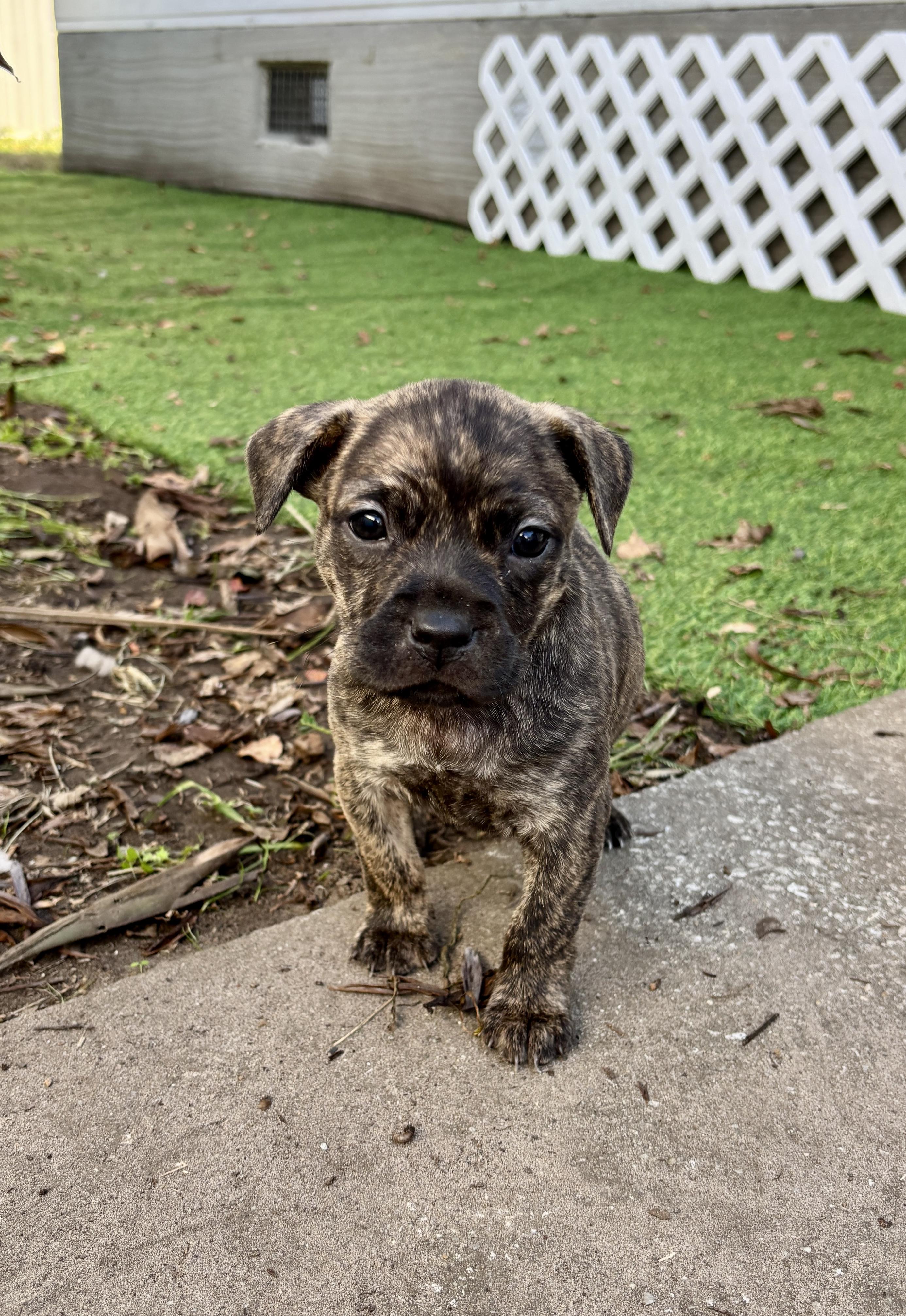 Enlarge Darla, a Adoptable mixed breed in North Charleston, SC image 2/5