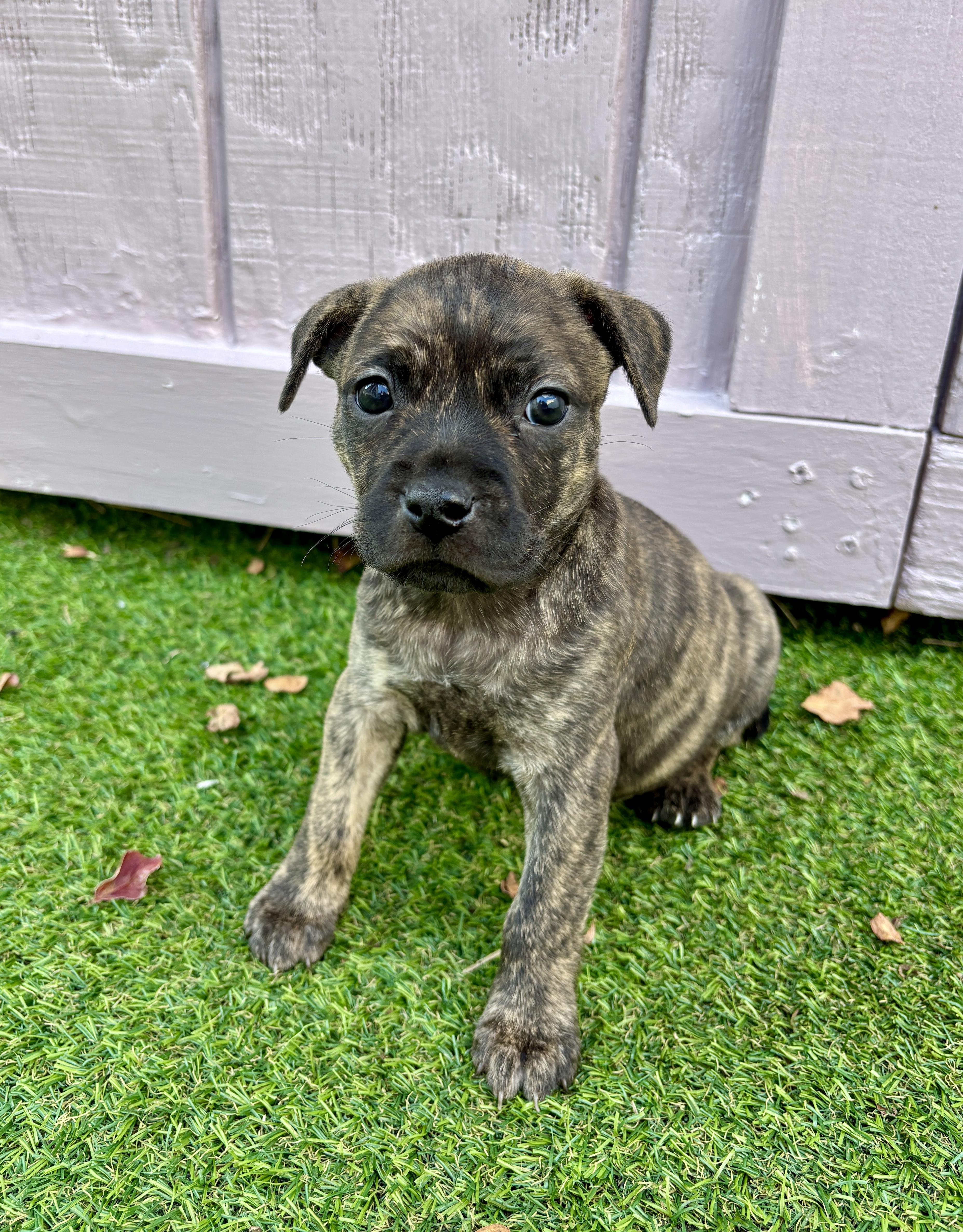 Enlarge Darla, a Adoptable mixed breed in North Charleston, SC image 3/5