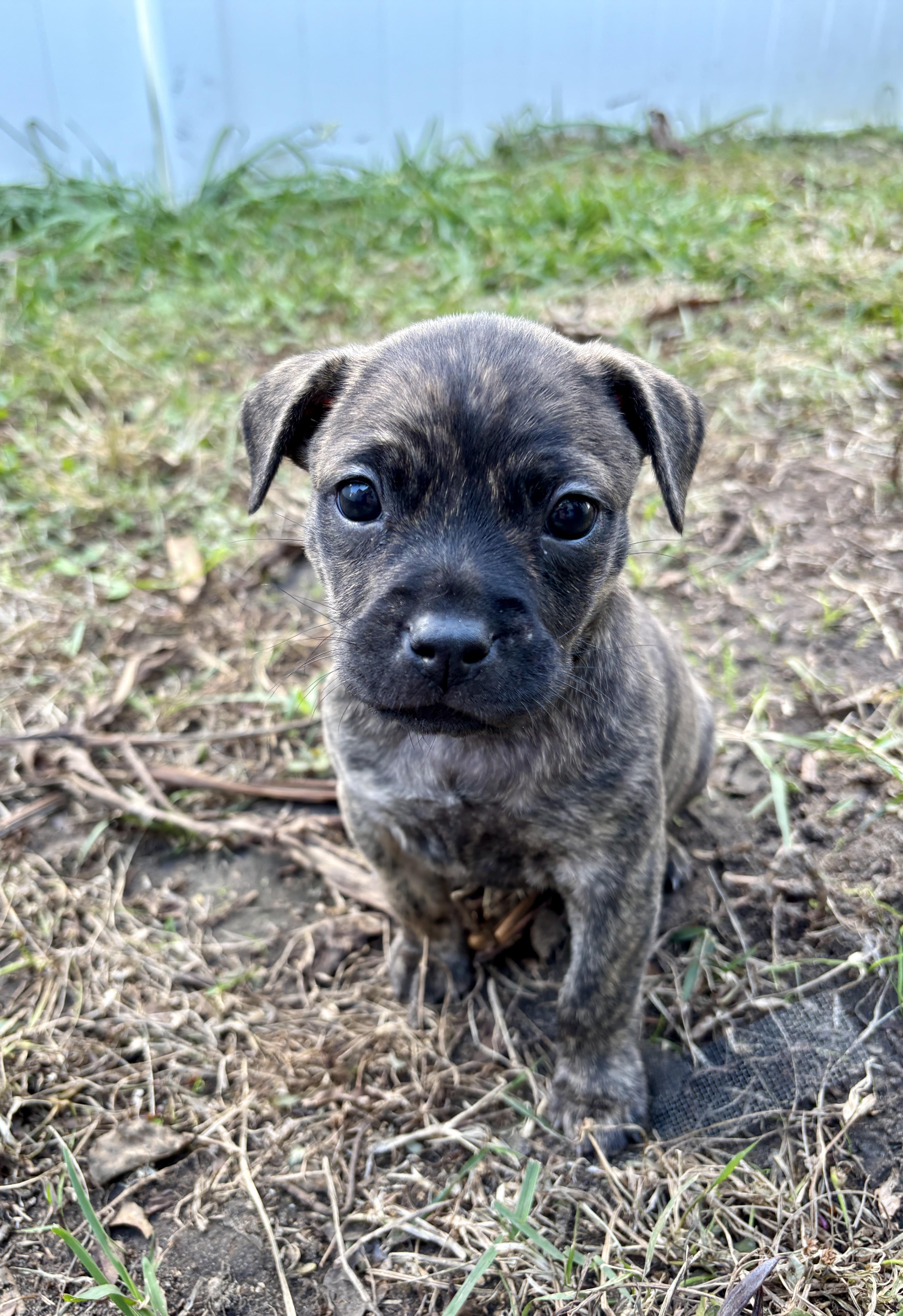 Enlarge Darla, a Adoptable mixed breed in North Charleston, SC image 4/5
