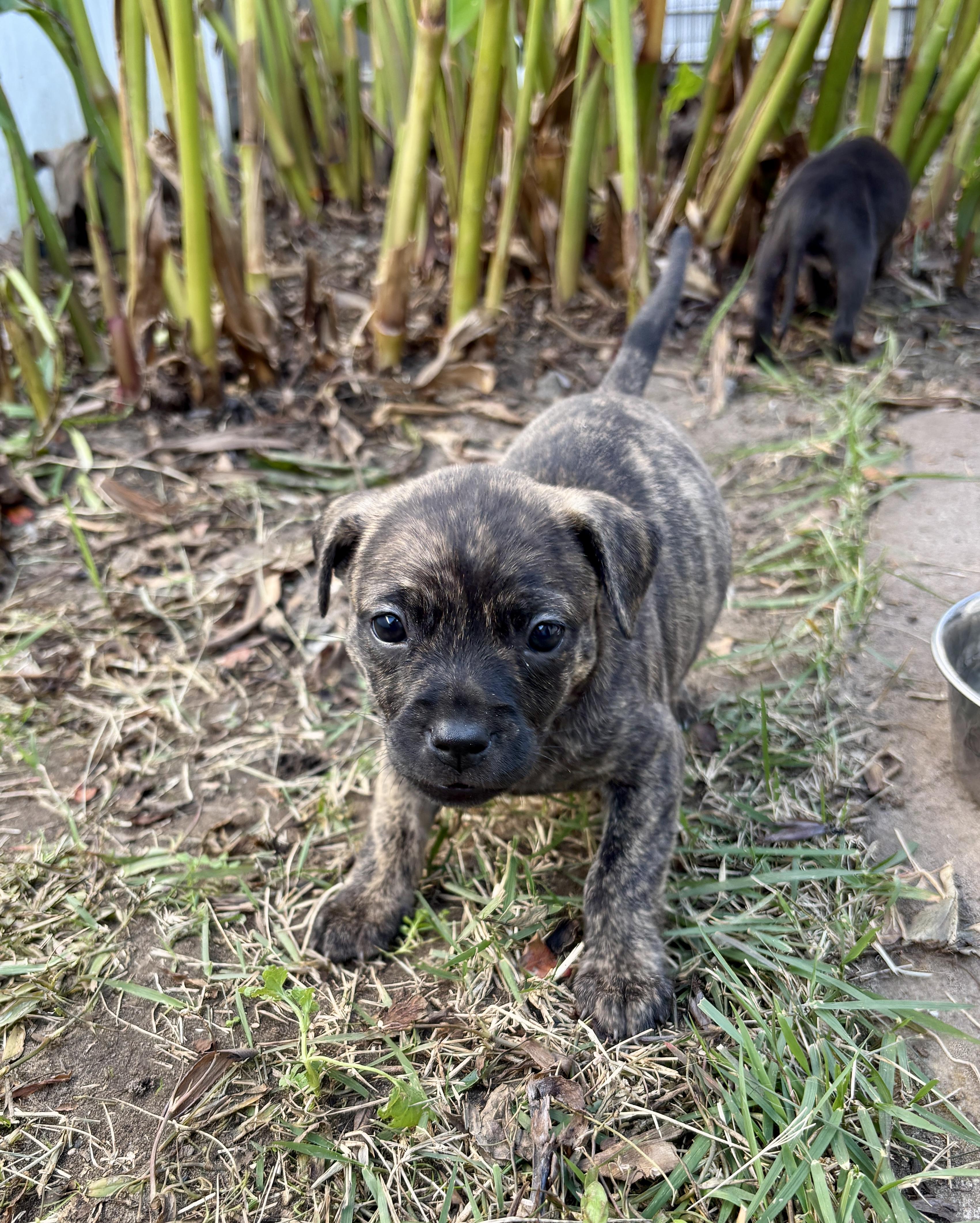 Enlarge Darla, a Adoptable mixed breed in North Charleston, SC image 5/5