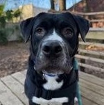 Enlarge Romeo, a ADOPTABLE Mixed Breed in Charleston, SC image 2/3