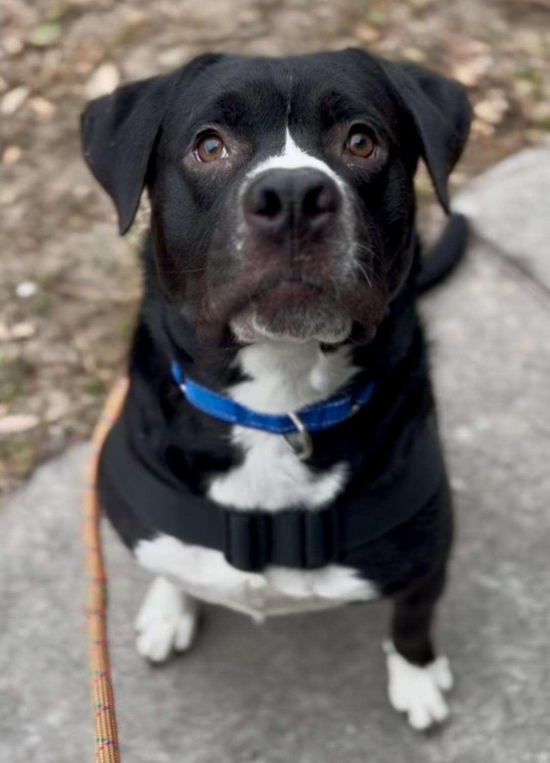 Enlarge Romeo, a ADOPTABLE Mixed Breed in Charleston, SC image 3/3