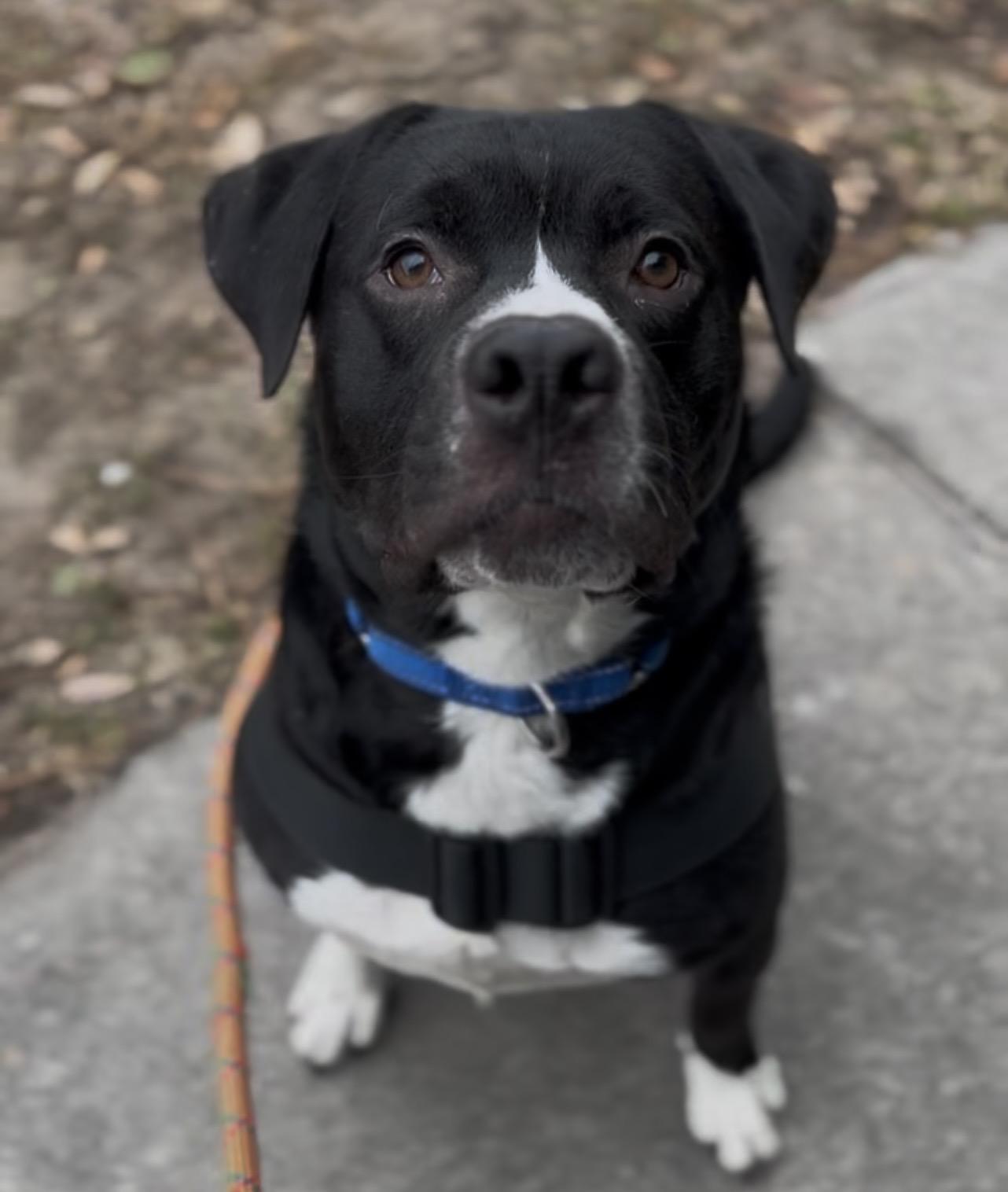 Enlarge Romeo, a ADOPTABLE Mixed Breed in Charleston, SC image 1/3