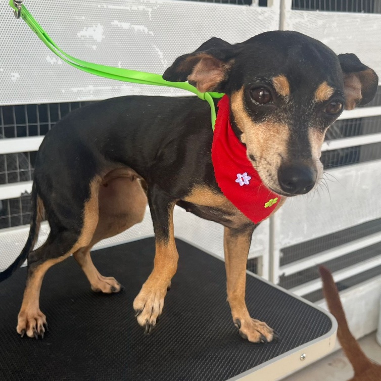 Dog for adoption RAVEN, a Miniature Pinscher in New York, NY Petfinder