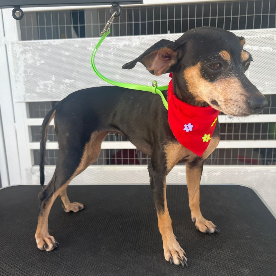 Dog for adoption RAVEN, a Miniature Pinscher in New York, NY Petfinder