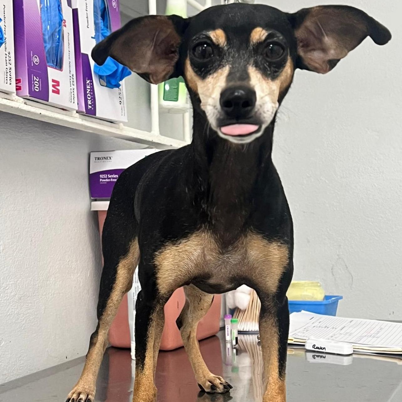 Dog for adoption RAVEN, a Miniature Pinscher in New York, NY Petfinder