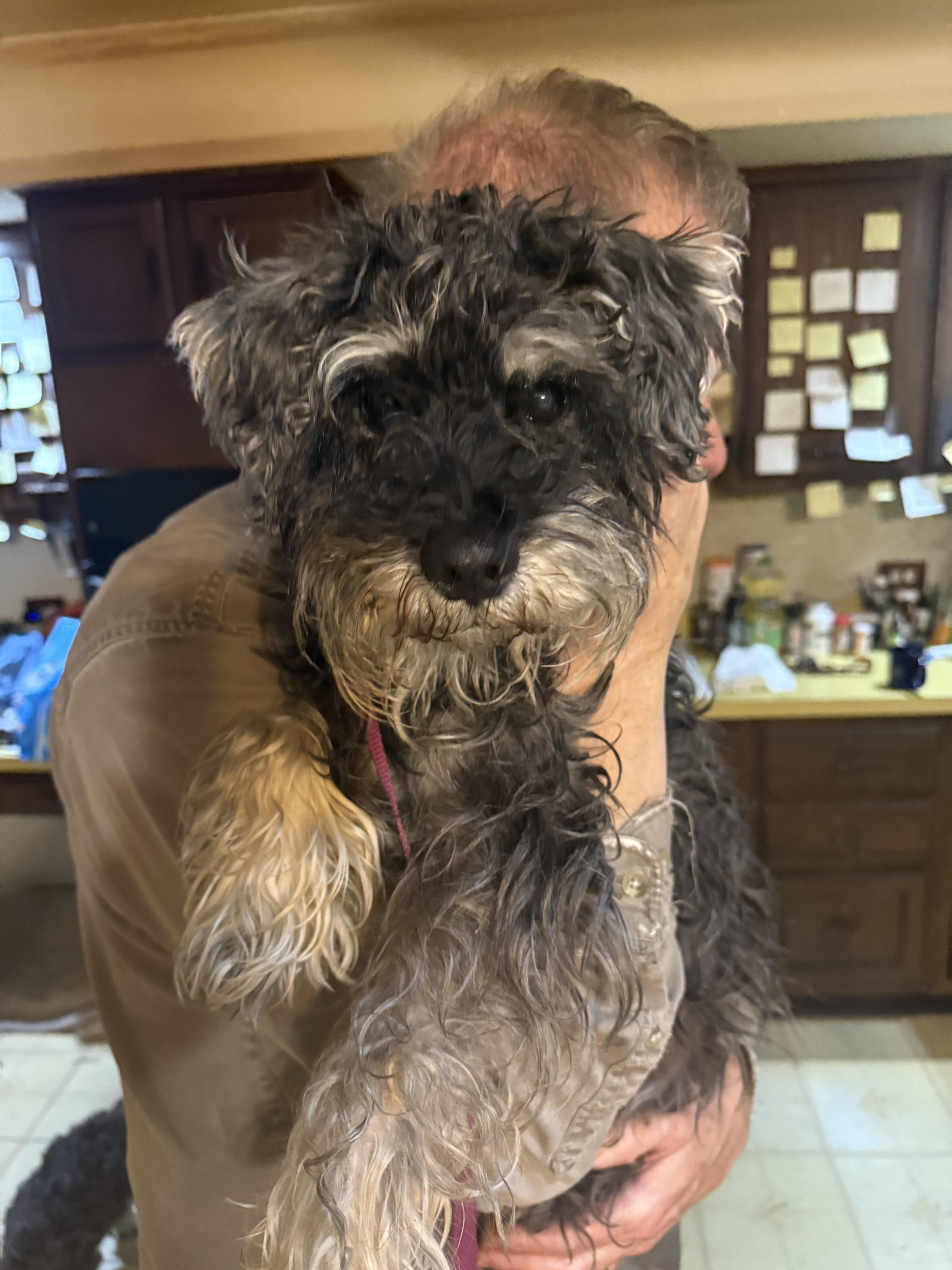 Rocco, Adoptable, Senior Male Miniature Schnauzer.