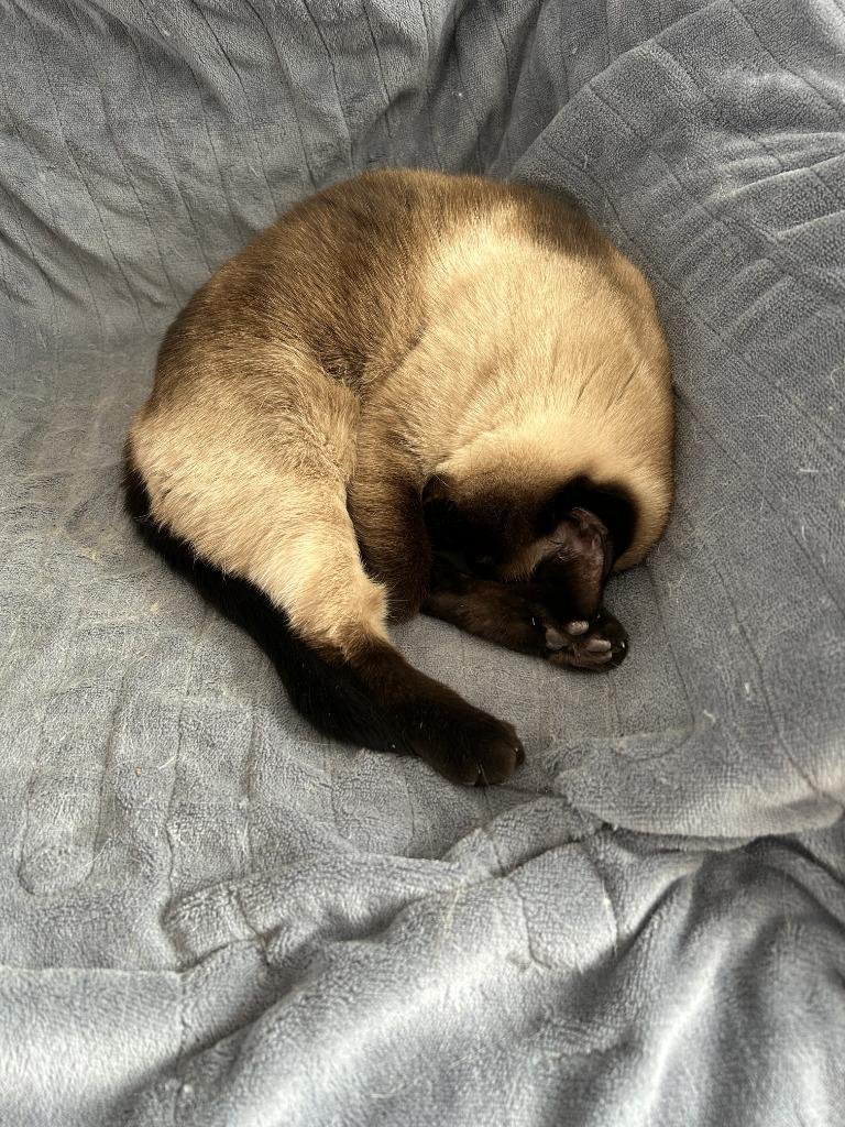 Chrystal (now Abby), Adopted, Adult Female Siamese.