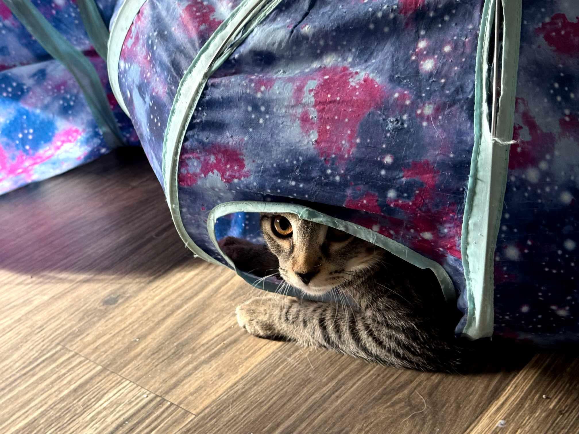 Habanero - 20% off - Pepper Litter, a Adoptable mixed breed in Gladstone, OR image 2/2