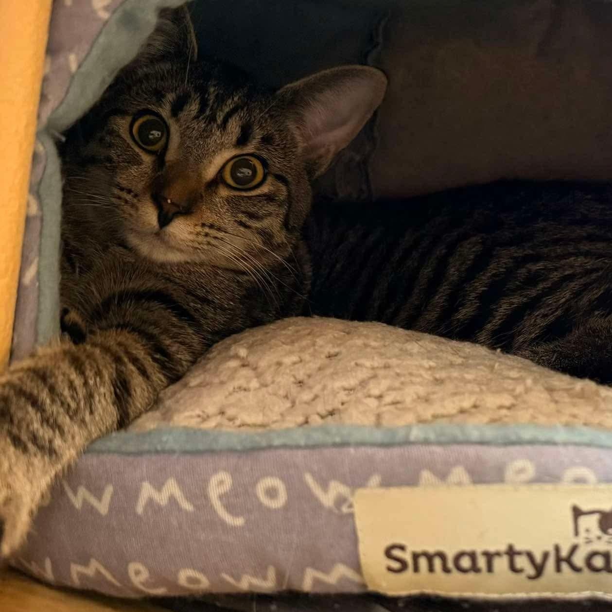 Habanero - 20% off - Pepper Litter, Adoptable, Young Female Domestic Short Hair & American Bobtail.