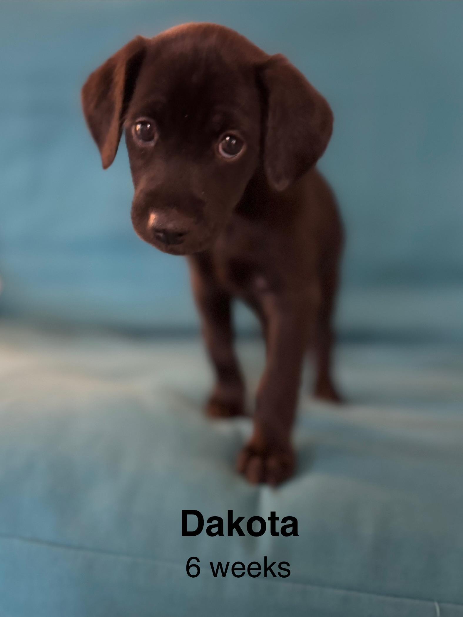 Dakota, a Adoptable mixed breed in Chico, CA image 1/6