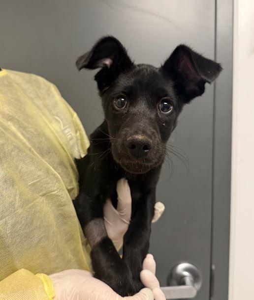 Dakota, a Adoptable mixed breed in Chico, CA image 2/6