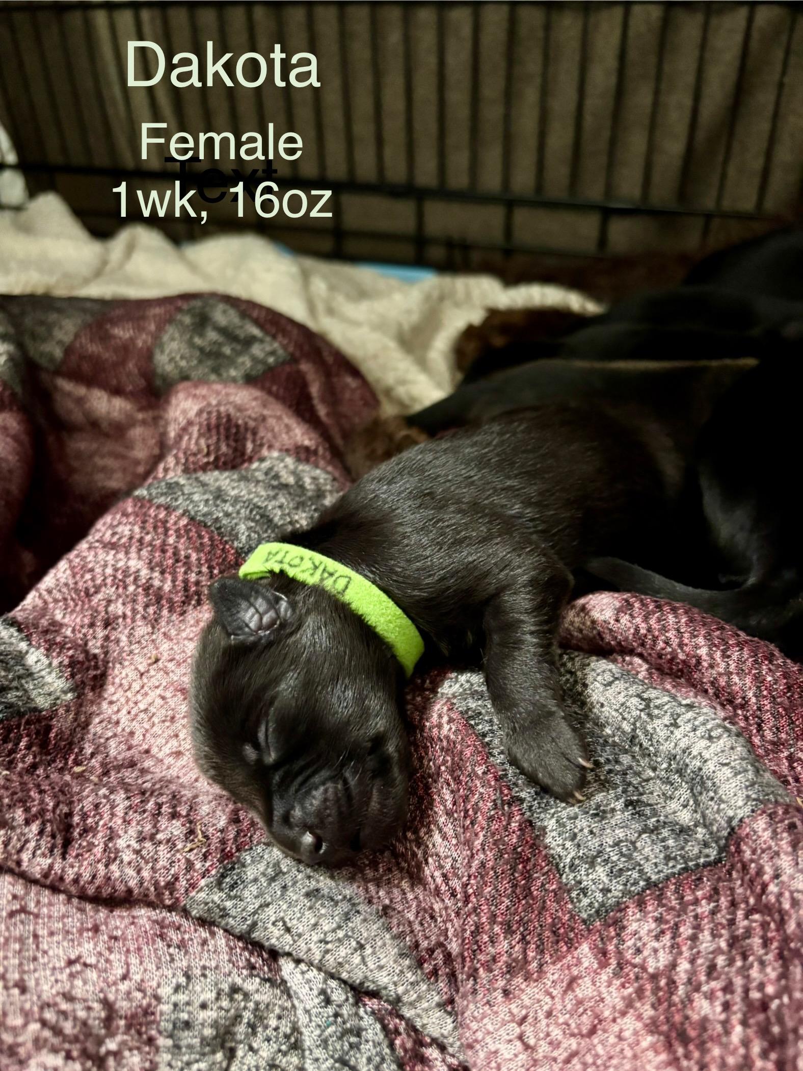 Dakota, a Adoptable mixed breed in Chico, CA image 3/6