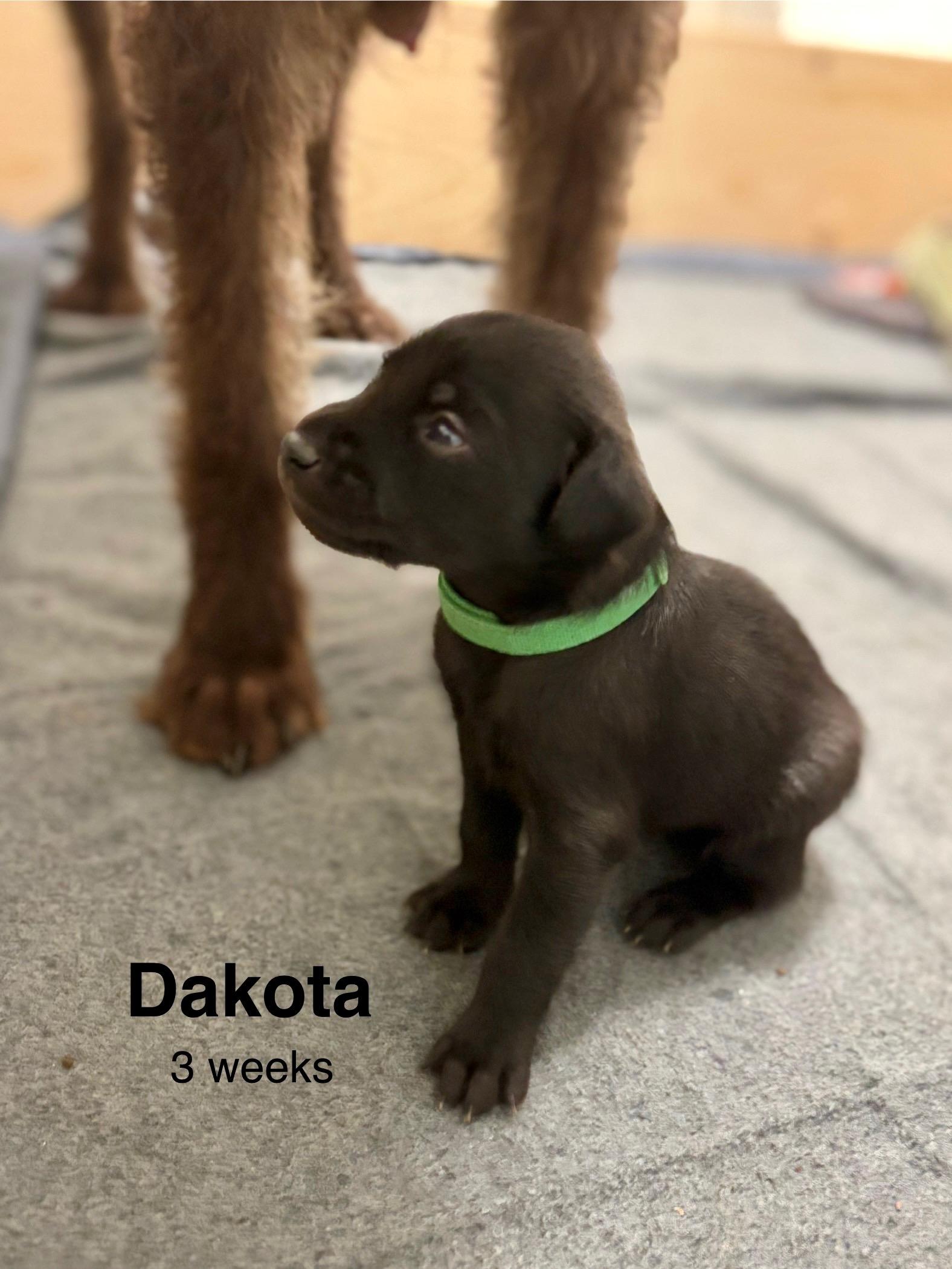 Dakota, a Adoptable mixed breed in Chico, CA image 5/6