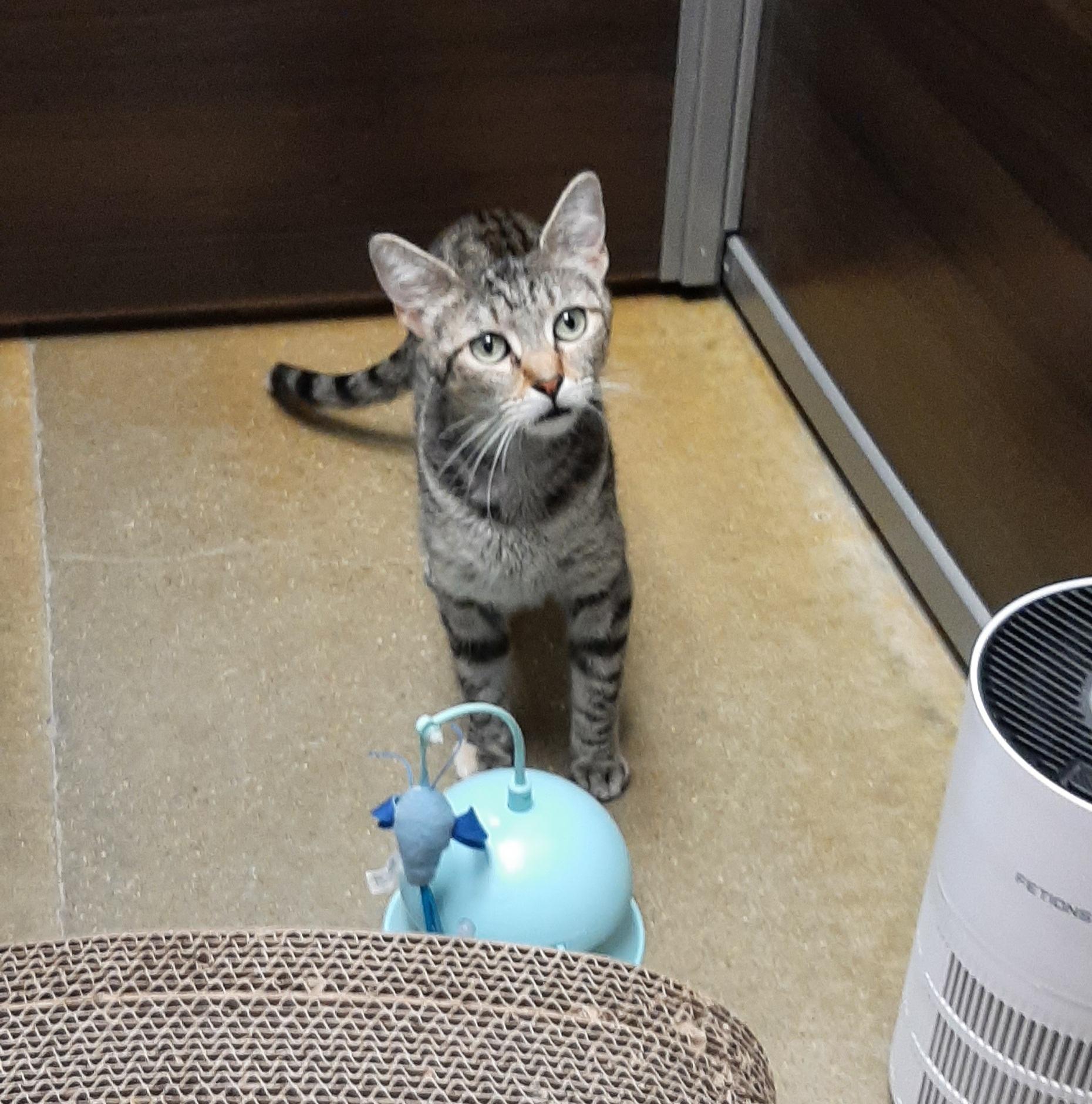 Cora, adopted, Adult Female American Shorthair.