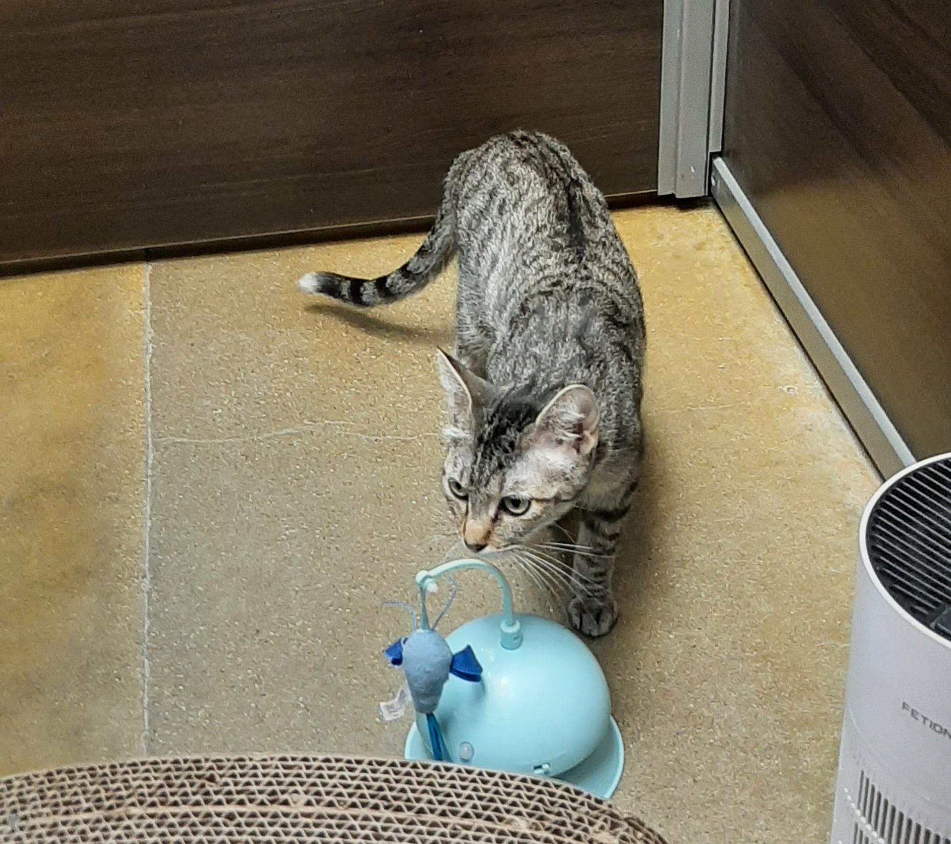 Enlarge Cora, an adopted American Shorthair in Belleville, IL image 2/4