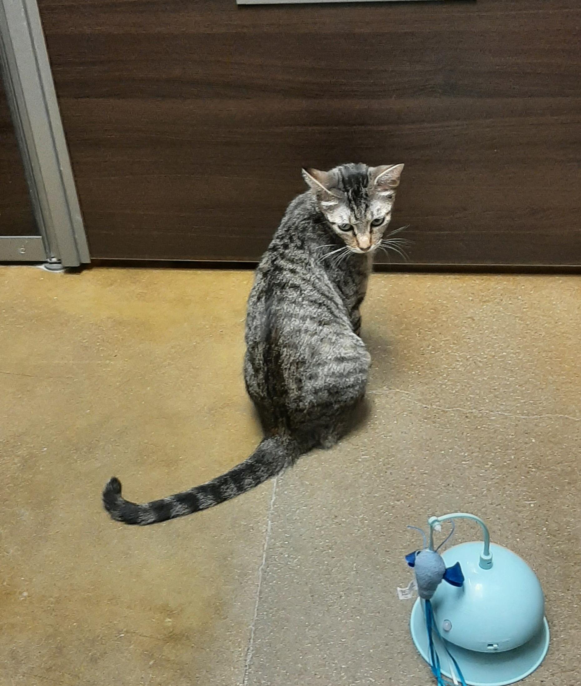 Enlarge Cora, an adopted American Shorthair in Belleville, IL image 3/4