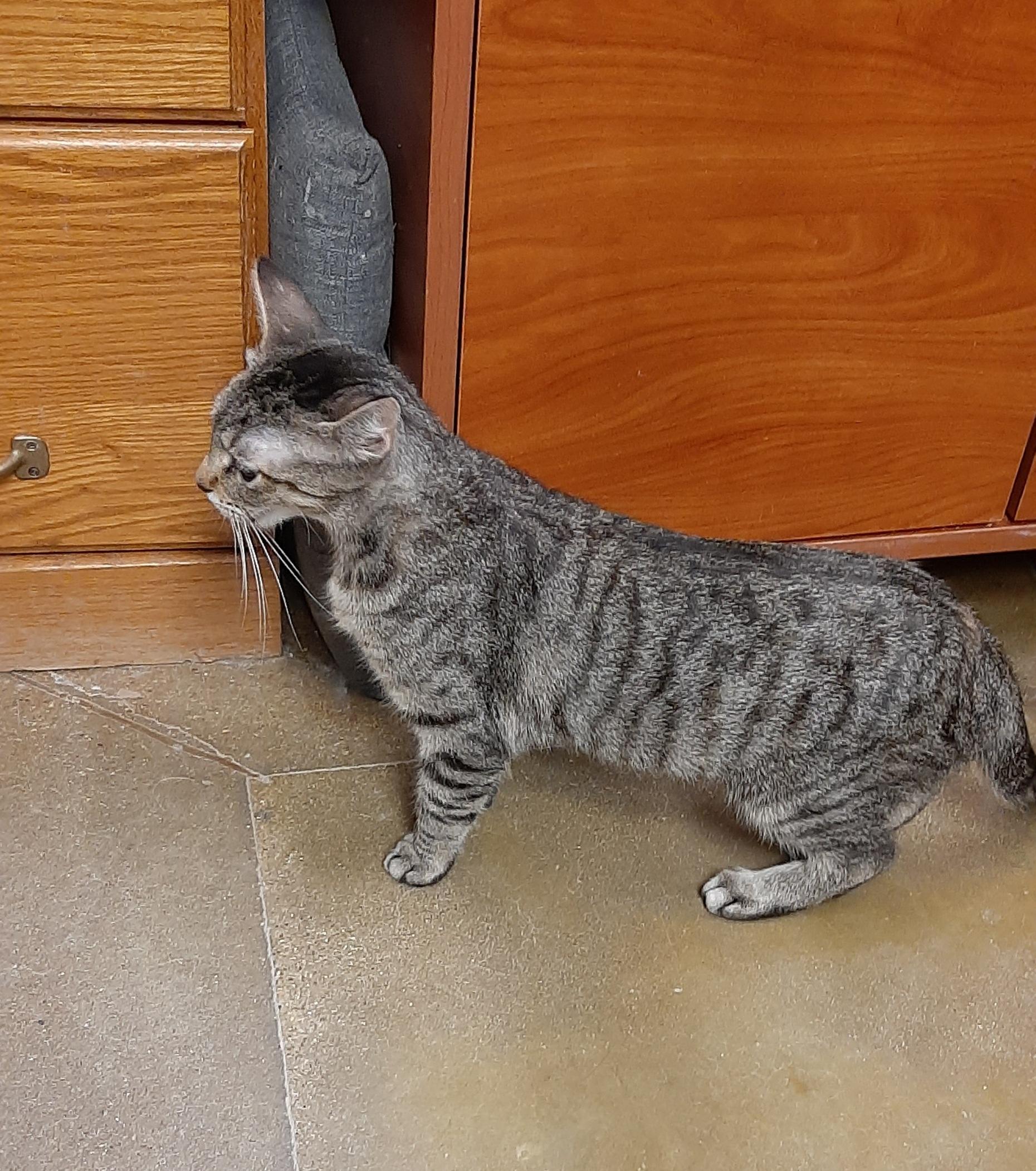 Enlarge Cora, an adopted American Shorthair in Belleville, IL image 4/4
