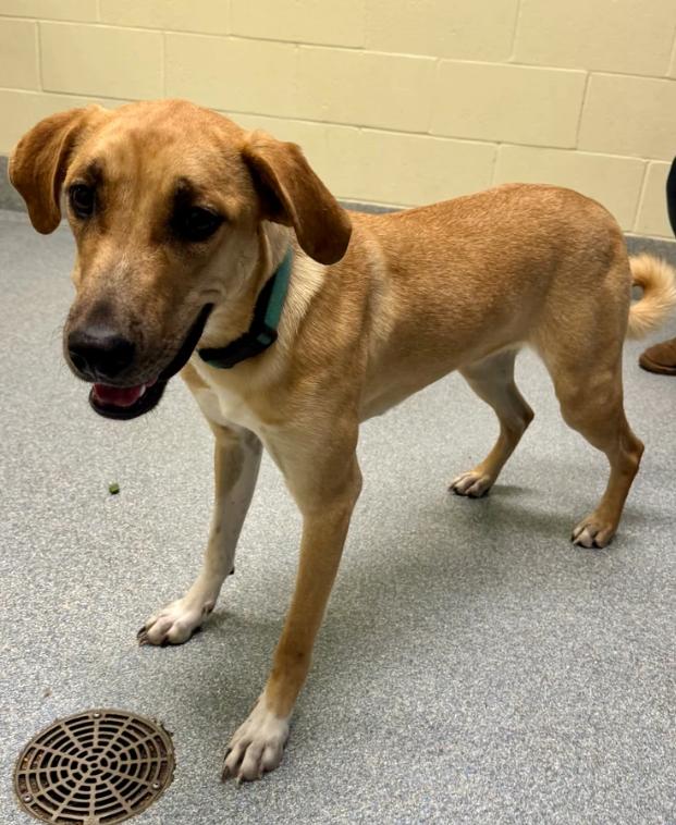 Enlarge Minnie, a ADOPTABLE mixed breed in St. Joseph, MI image 1/1