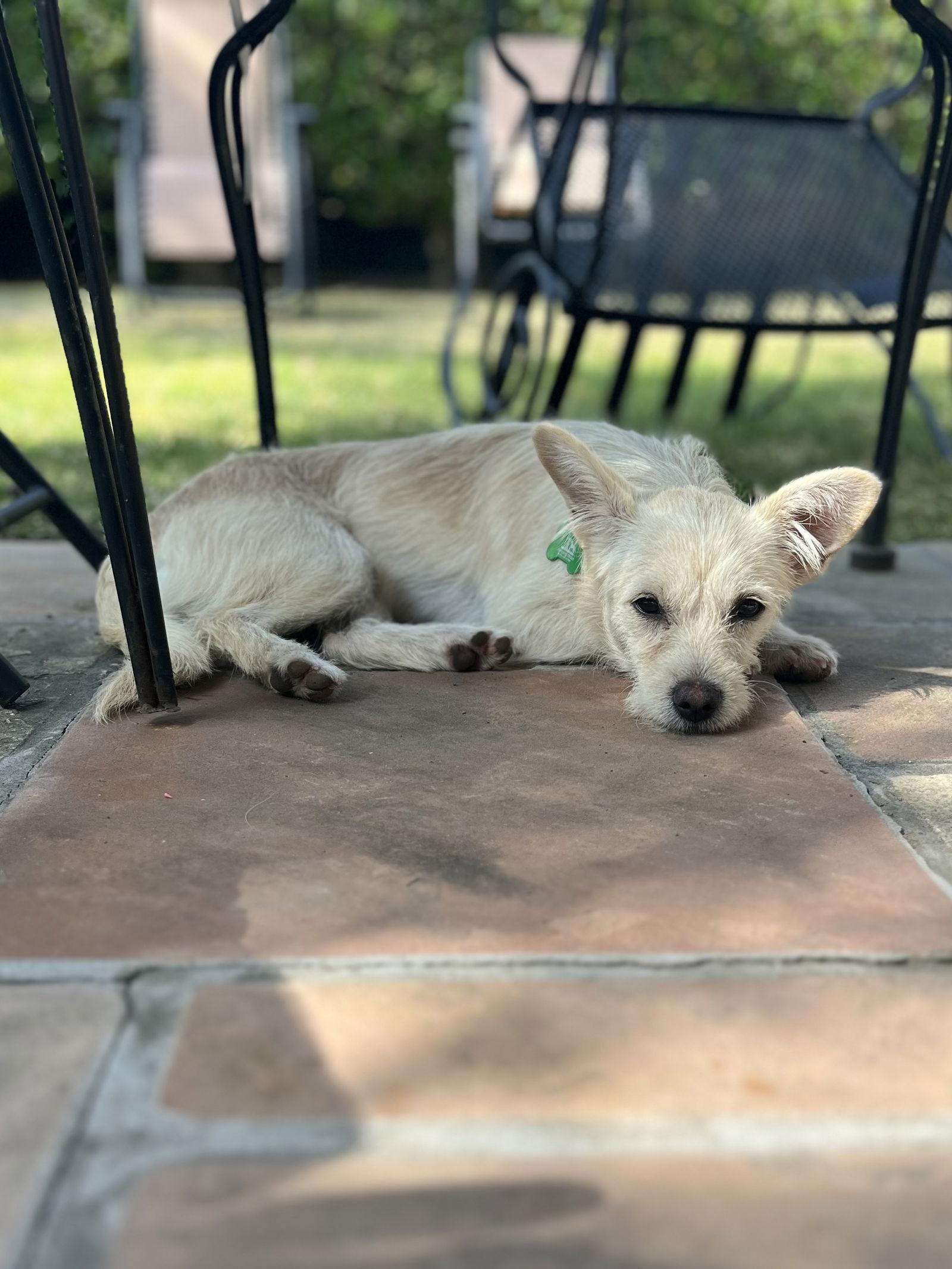 Kiki, Adopted, Young Female Terrier.