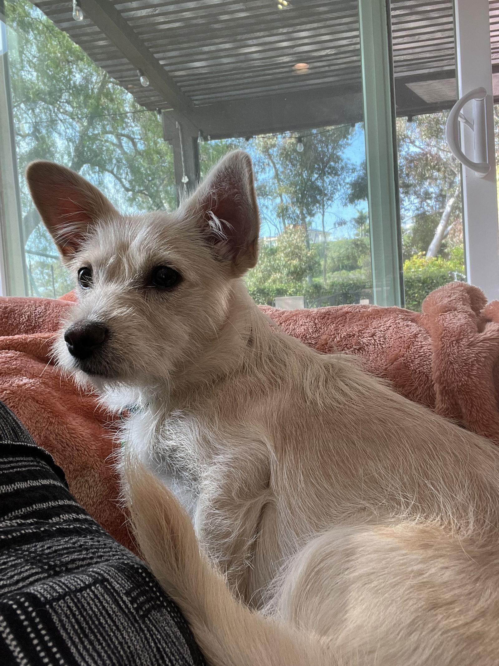 Enlarge Kiki, a Adopted Terrier in San Diego, CA image 2/3