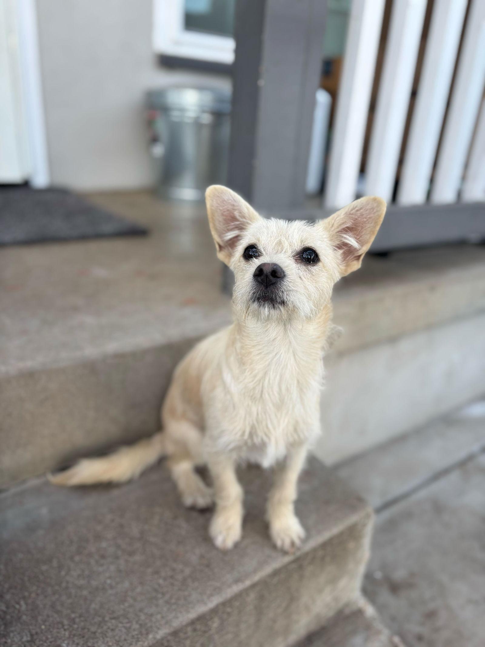 Enlarge Kiki, a Adopted Terrier in San Diego, CA image 3/3