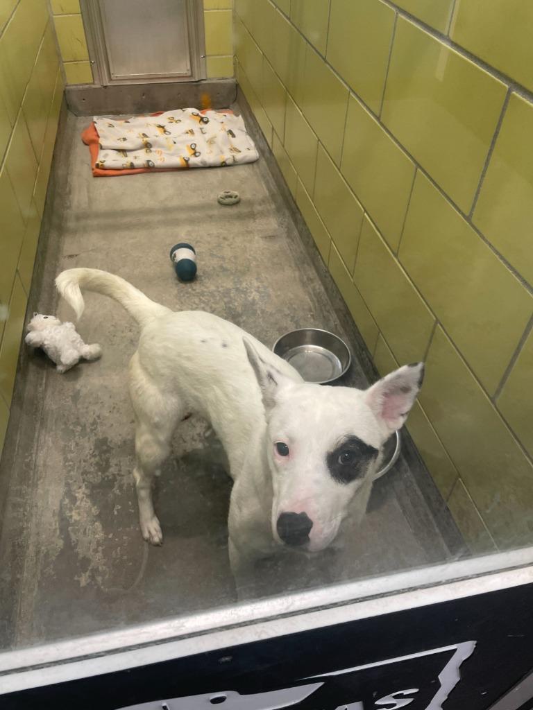 Dottie — thumbnail 2