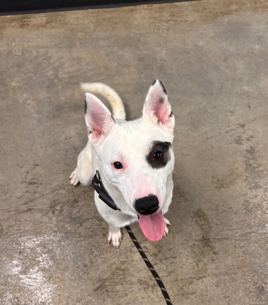 Dottie — thumbnail 3